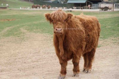 All the big animals must be hungry today, as they are NOT shy (Scotch Highland cow).