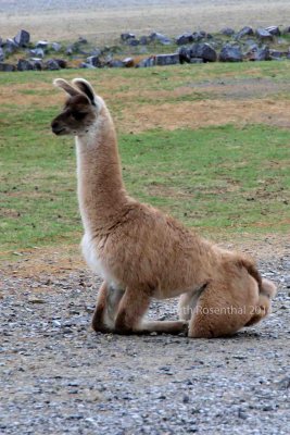 Young llama on knees