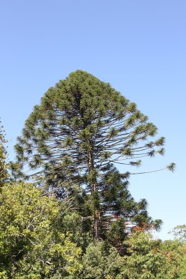 Palacio Fronteira tree