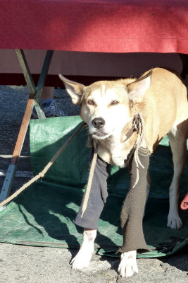 Dog at flea market with socks for concrete pavement