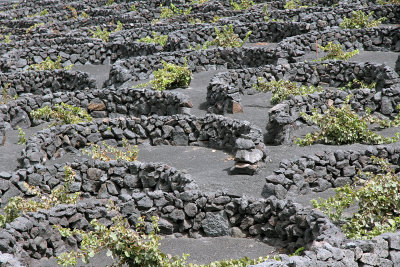 This is a vineyard in the Canary Islands, La Geria region