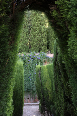 MOTRIL/GRANADA & the ALHAMBRA: Generlife mature hedges