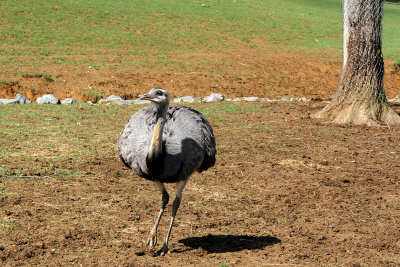 I believe it's a rhea, but it might be an ostrich.
