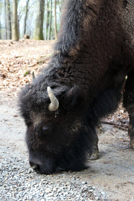 If I had seen this guy in Yellowstone I would have been TOO close (bison).