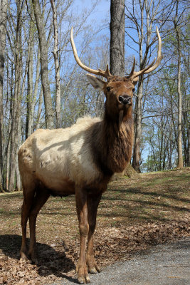 Rocky mountain elk in Virginia