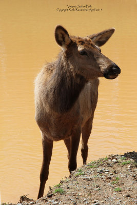 Rocky mountain elk in muddy water.