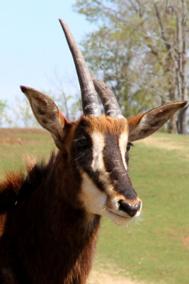  I headed down to Natural Bridge to the Virginia Safari Park to talk to the animals (see separate gallery)