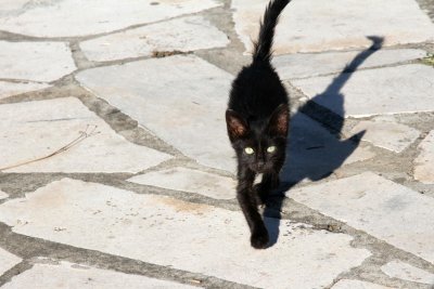 Our little visitor at abandoned restaurant near Budva