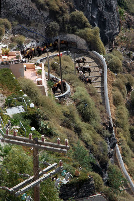 Mule and walking path