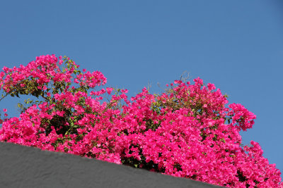  Some pink to add to the white and blue that is Santorini