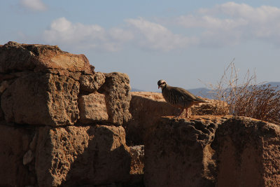 Saw grouse near entry 