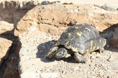 Howard called me over to where he was.  Everyone was speculating this guy was quite old as he was very large.