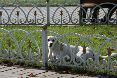 One of many stray dogs we saw in Istanbul