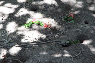 Crabs make holes everywhere - here they're dragging flowers into hole