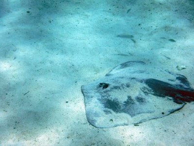 Manta ray would play around us, then bury himself in sand for few seconds. 