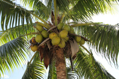 Coconuts are everywhere on trees or for sale for $3 (cracked open with straw) by the side of the road