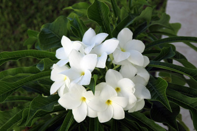 Beautiful frangipani is everywhere