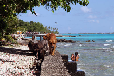Walked behind church & found Pacific Ocean, mom, kid, and dogs (probably stray, but not sure)