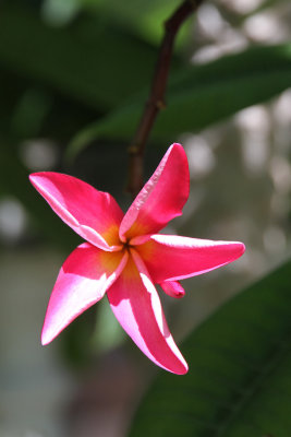 Beautiful flowers everywhere