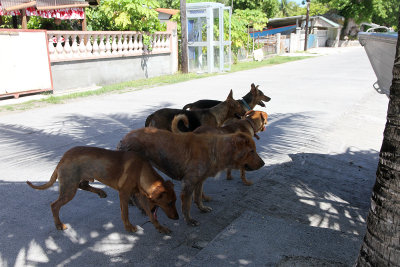 A pack of stray dogs shared my shady resting spot