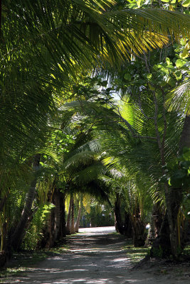 The turn off the main road took me through this canopy of palms to Josephine's