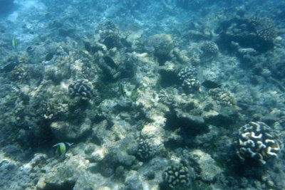 More pretty coral