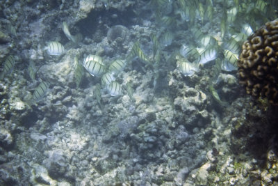 Lots of striped fish
