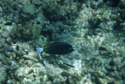 Fish with blue tail, green marks
