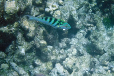 Blue & green fish - 1st of 3 snorkeling spots