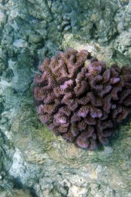 Reddish coral closeup
