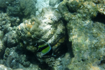 Black & yellow angelfish