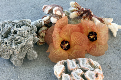 Took a walk to dolphin viewing area; no dolphins but were plenty of dropped flowers plus coral; assembled a little still life.