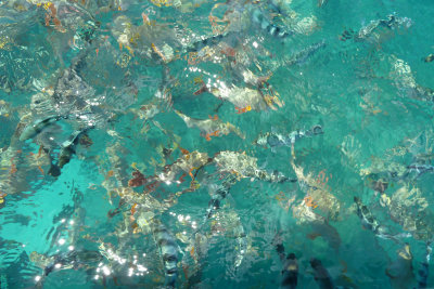 I got to see fish, too - Mana told me to go to other side of boat, and there were tons there