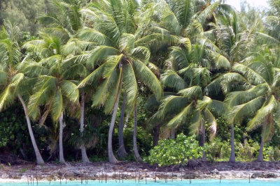 Palm trees reminded me of the Dominican Republic - beautiful!