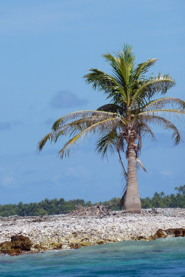 Tiputa islet's only tree