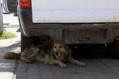 Hanga Roa - stray dog under car in shade