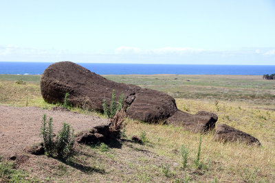 Seaside toppled face down moai