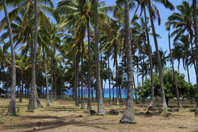 Then tour went to Anakena Beach - beautiful palms & water but terrible service at snack bar