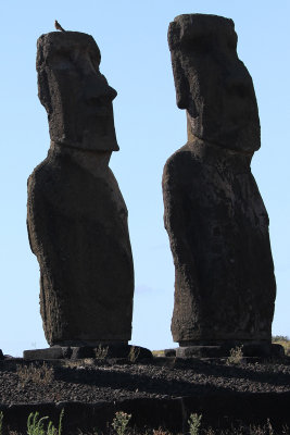 2 moai one bird