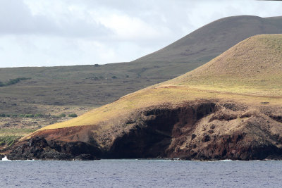 Apparently the island used to be covered with palms, but trees were used for canoes & levers to move moai, then rats ate seeds.