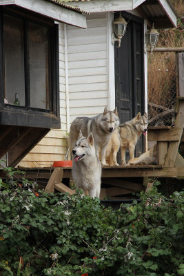 There turned out to be five huskies.