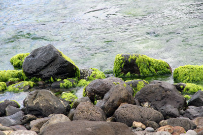 Seaweed was everywhere near the shore