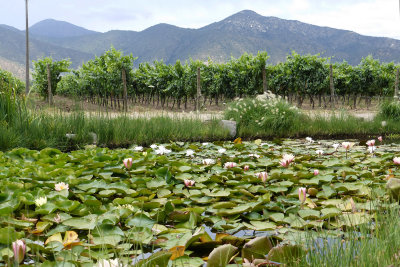 Emiliana Organic Winery - lillies, vineyard, mountains; very beautiful