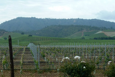 The area, Casablanca Valley about an hour from Santiago, has many wineries. 