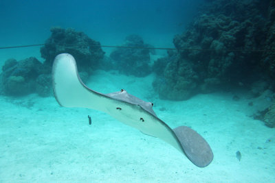 Aquasafari photographer's picture of the ray