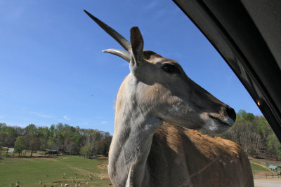 Eland at window