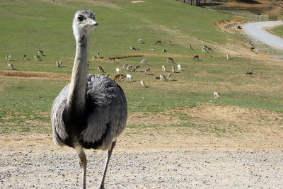 Female ostrich, I think