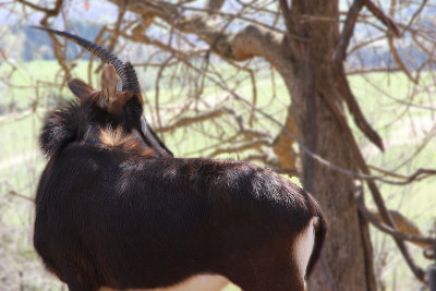 Fringe eared oryx, I think 