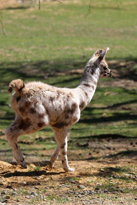 And a young llama 