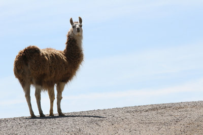  Llama - king of the hill